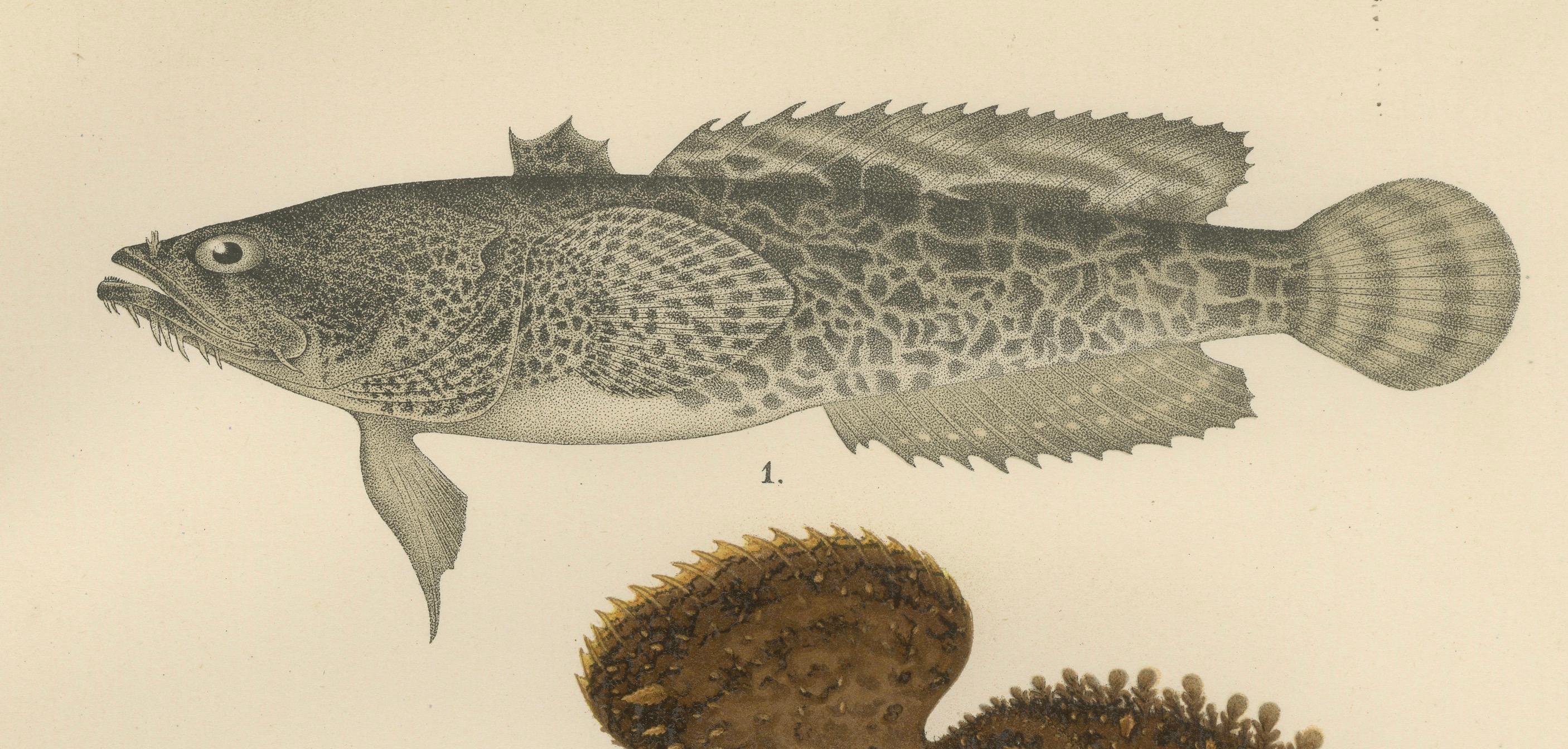 Late 19th Century Spotted Toadfish, Anglerfish, and Frogfish - Unique Scandinavian Fish Lithograph For Sale