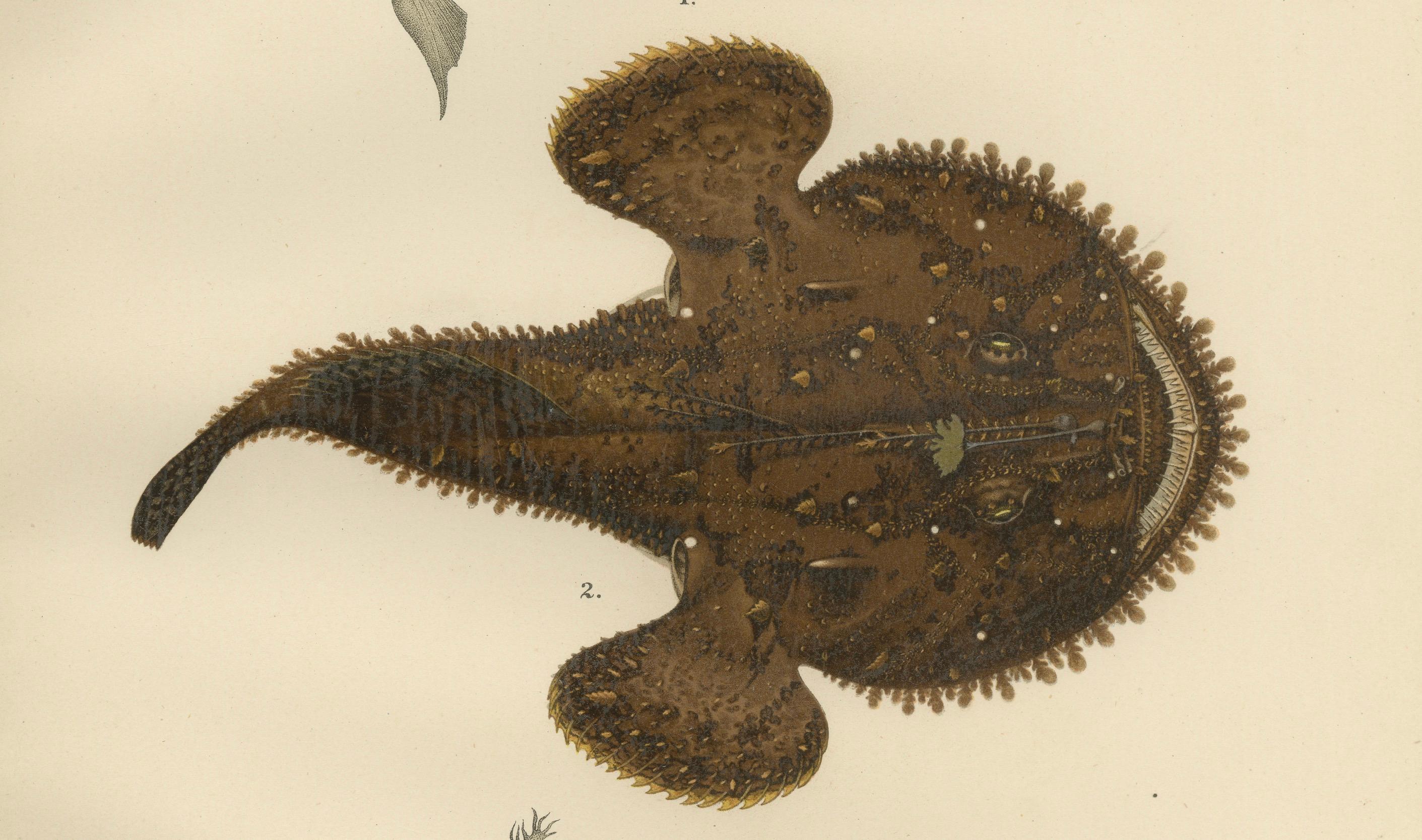Paper Spotted Toadfish, Anglerfish, and Frogfish - Unique Scandinavian Fish Lithograph For Sale