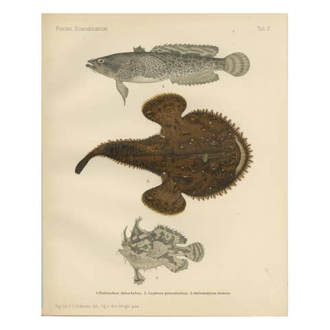 Spotted Toadfish, Anglerfish, and Frogfish - Unique Scandinavian Fish Lithograph