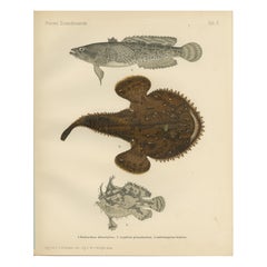 Spotted Toadfish, Anglerfish, and Frogfish - Unique Scandinavian Fish Lithograph