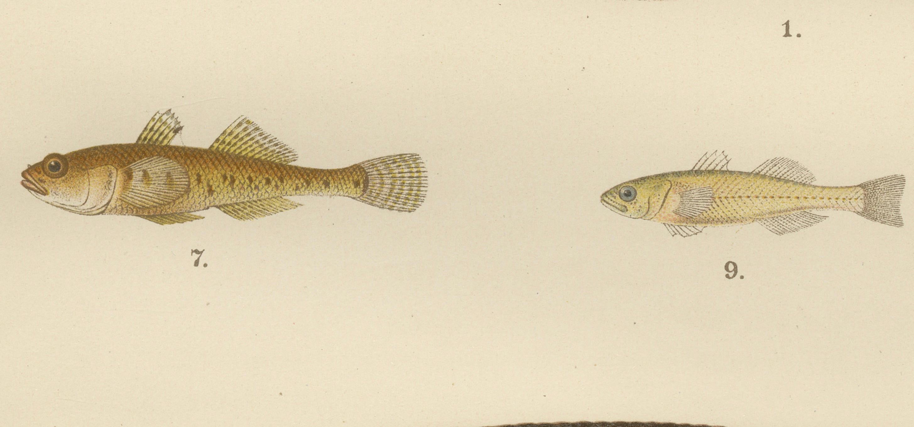 Spotted Wolffish, Broadhead Wolffish, and Gobies - Fascinating Scandinavian Fish Lithograph  

This striking 19th-century lithograph from *Skandinaviens Fiskar* showcases an extraordinary diversity of Scandinavian fish species, masterfully depicted