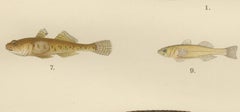 Spotted Wolffish, Broadhead Wolffish, and Gobies - Scandinavian Fish Litho, 1895