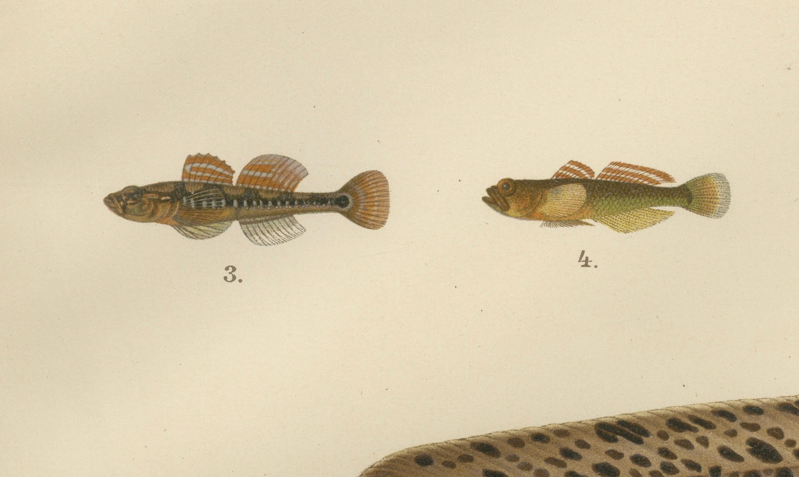 Spotted Wolffish, Broadhead Wolffish, and Gobies - Scandinavian Fish Litho, 1895 In Good Condition For Sale In Langweer, NL
