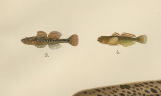 Spotted Wolffish, Broadhead Wolffish, and Gobies - Scandinavian Fish Litho, 1895, view 3