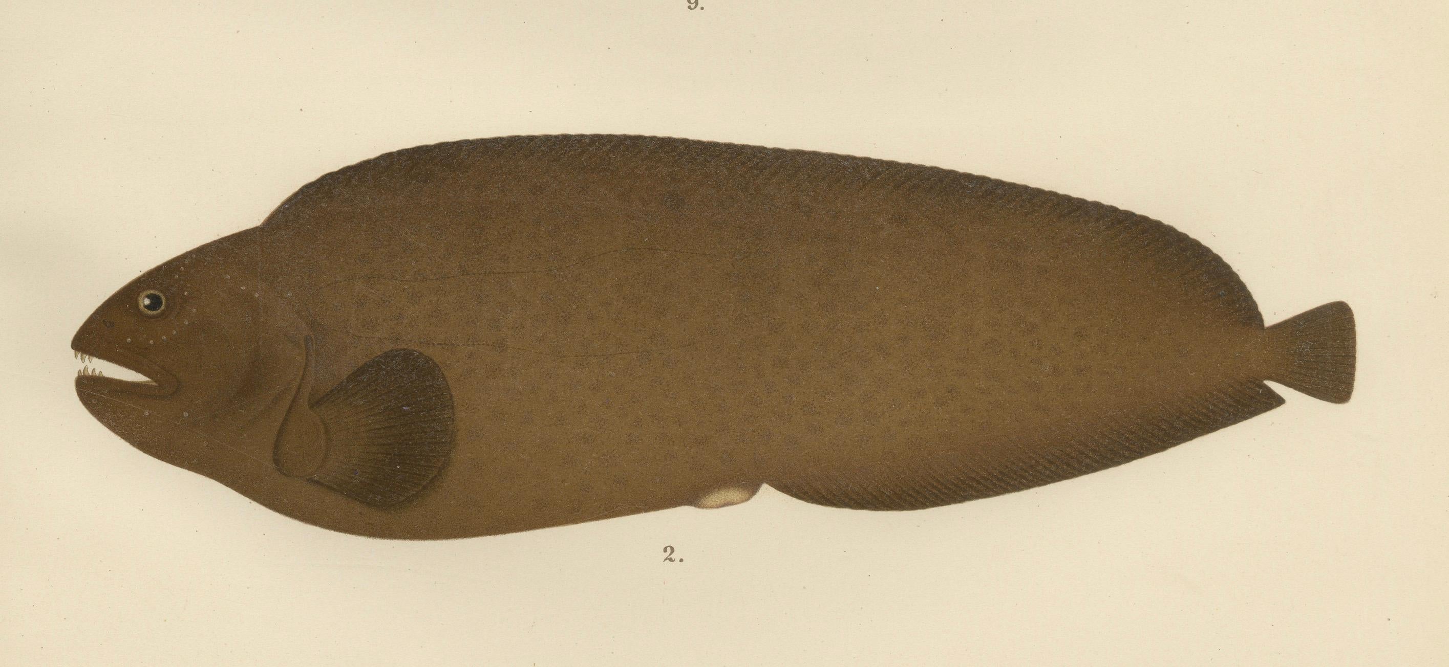 Late 19th Century Spotted Wolffish, Broadhead Wolffish, and Gobies - Scandinavian Fish Litho, 1895 For Sale