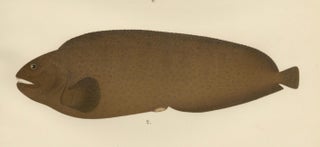 Spotted Wolffish, Broadhead Wolffish, and Gobies - Scandinavian Fish Litho, 1895, view 4