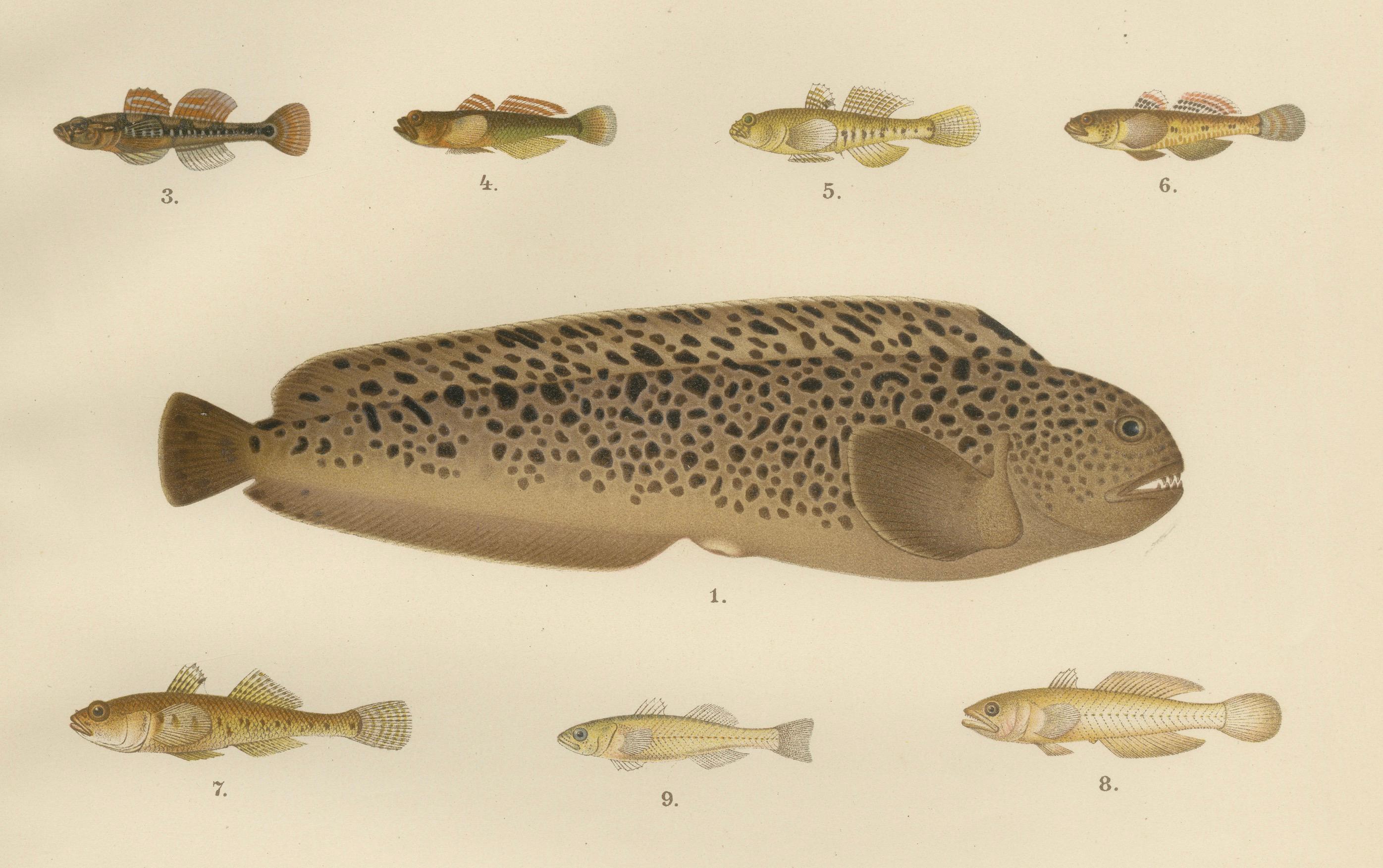 Paper Spotted Wolffish, Broadhead Wolffish, and Gobies - Scandinavian Fish Litho, 1895 For Sale