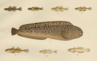 Spotted Wolffish, Broadhead Wolffish, and Gobies - Scandinavian Fish Litho, 1895, view 5