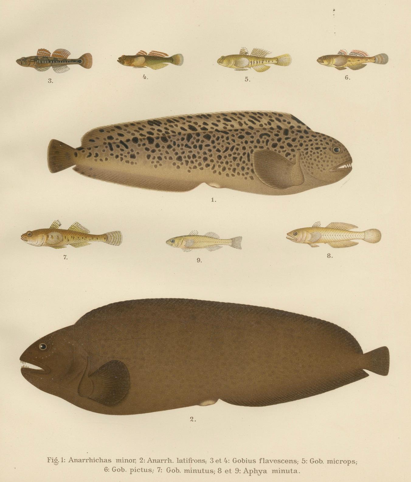 Spotted Wolffish, Broadhead Wolffish, and Gobies - Scandinavian Fish Litho, 1895 For Sale 1
