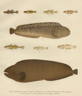 Spotted Wolffish, Broadhead Wolffish, and Gobies - Scandinavian Fish Litho, 1895, view 6