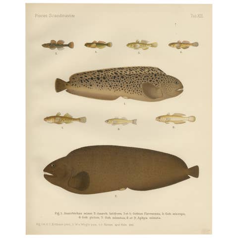 Spotted Wolffish, Broadhead Wolffish, and Gobies - Scandinavian Fish Litho, 1895