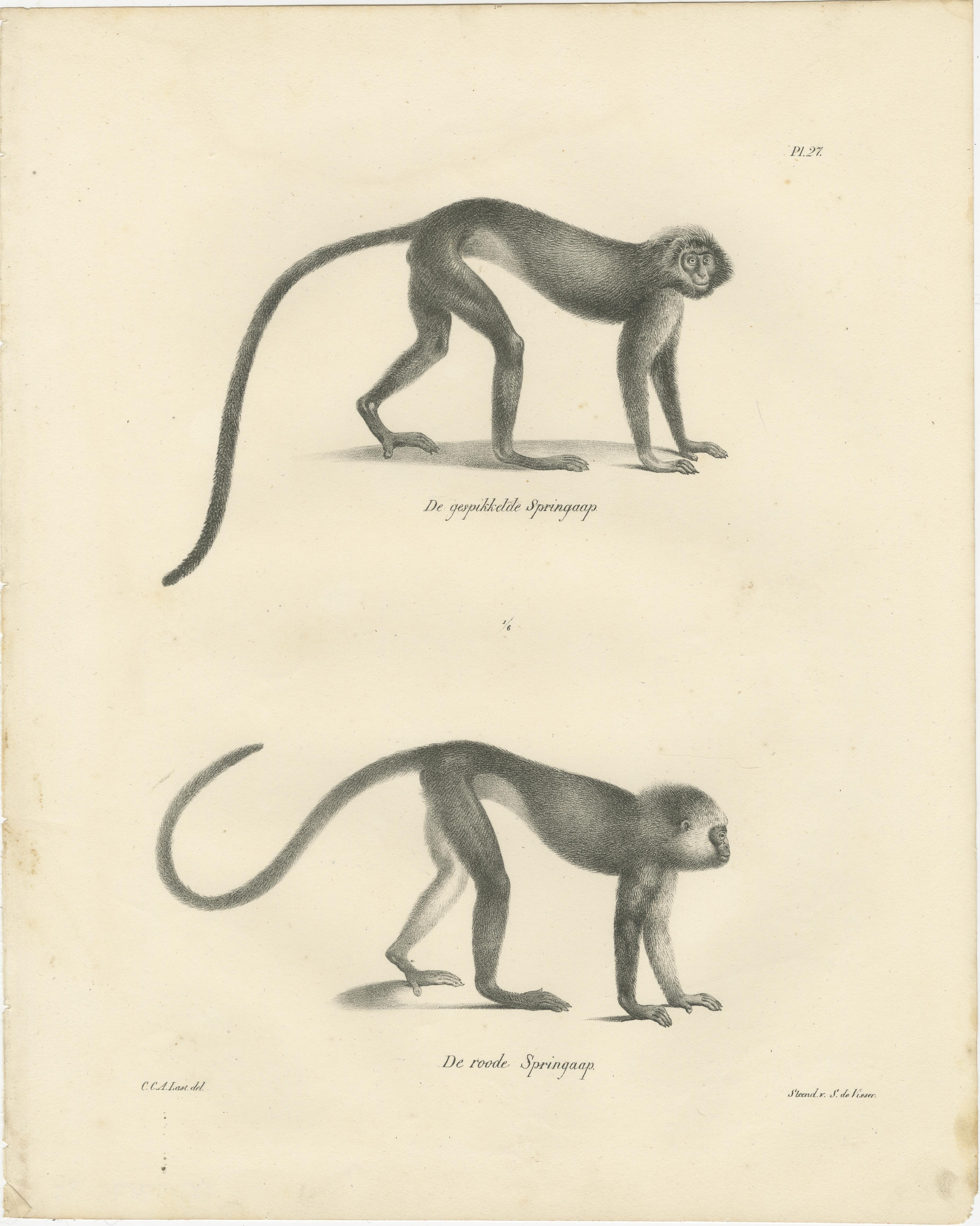 Diese beiden Lithografien zeigen verschiedene Affenarten, die von Carel Christiaan Antony Last für Heinrich Rudolf Schinz' *Volledige Natuurlijke Historie der Zoogdieren* naturalistisch und detailliert dargestellt wurden. Die 1836 von S. de Visser