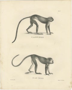 Spring Monkeys and Other Species, Lithographs by Last, 1836, Zoological Studies
