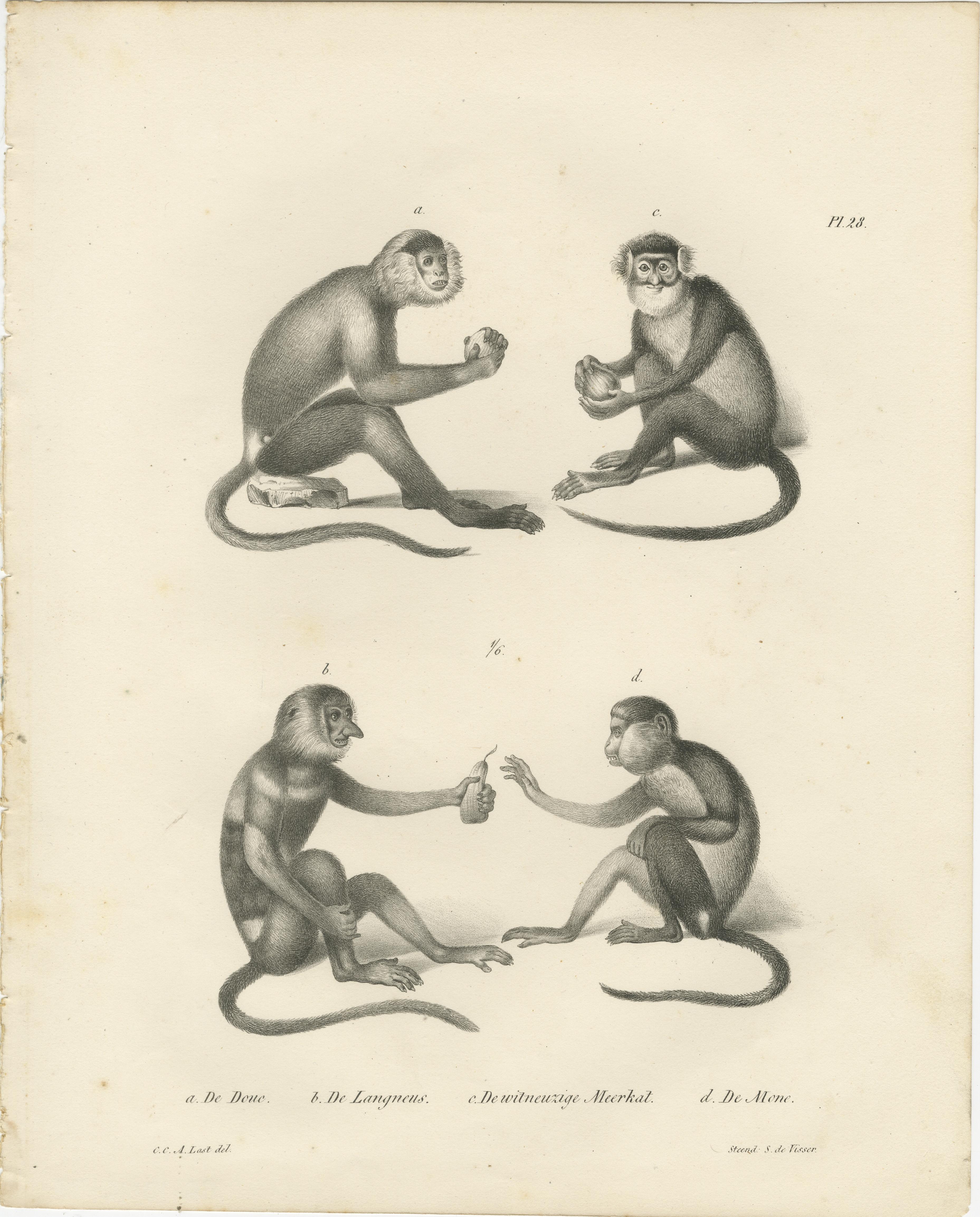 Spring Monkeys and Other Species, Lithographien von Last, 1836, Zoologische Studien (Graviert) im Angebot