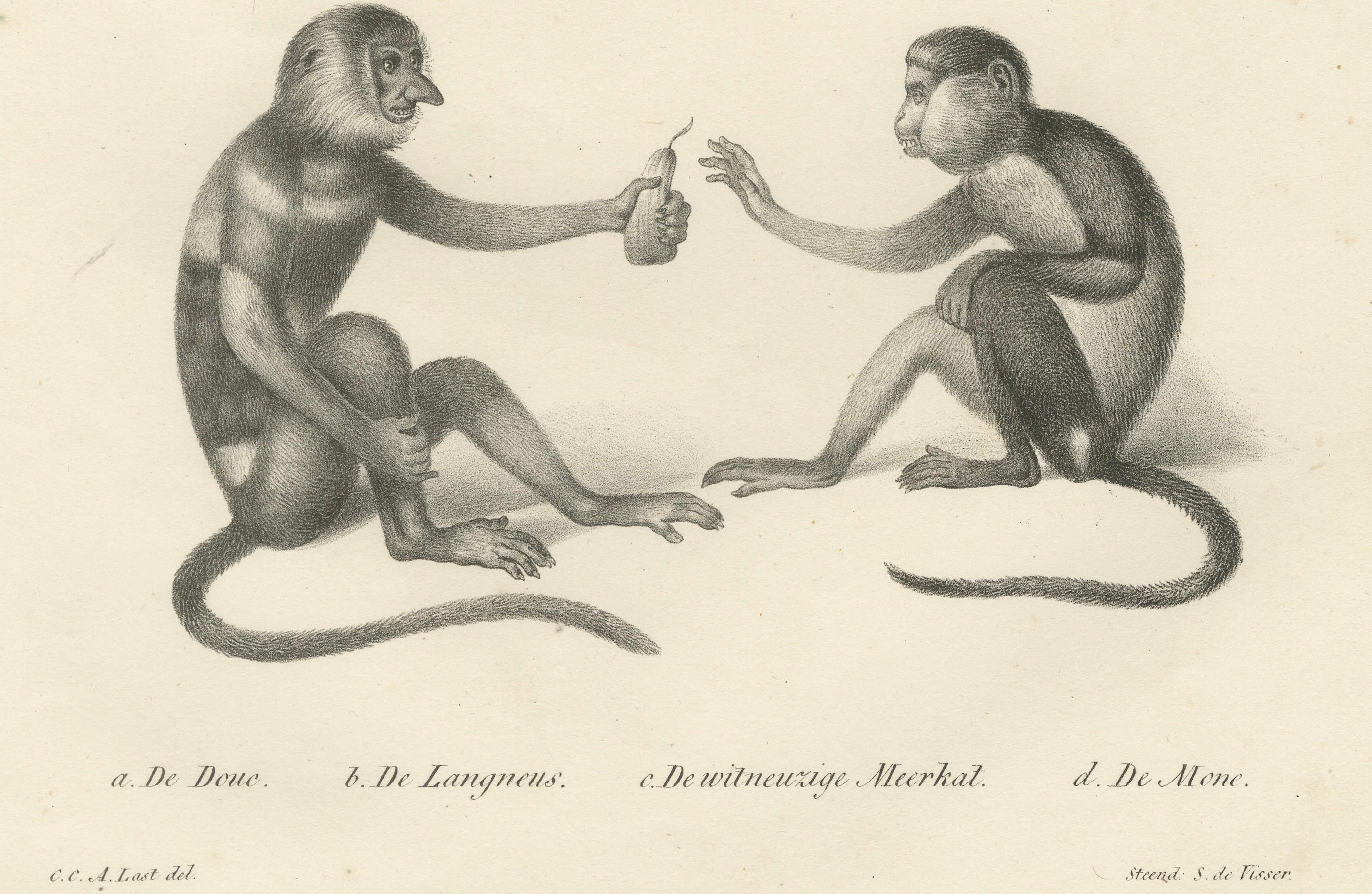 Spring Monkeys and Other Species, Lithographien von Last, 1836, Zoologische Studien im Zustand „Gut“ im Angebot in Langweer, NL