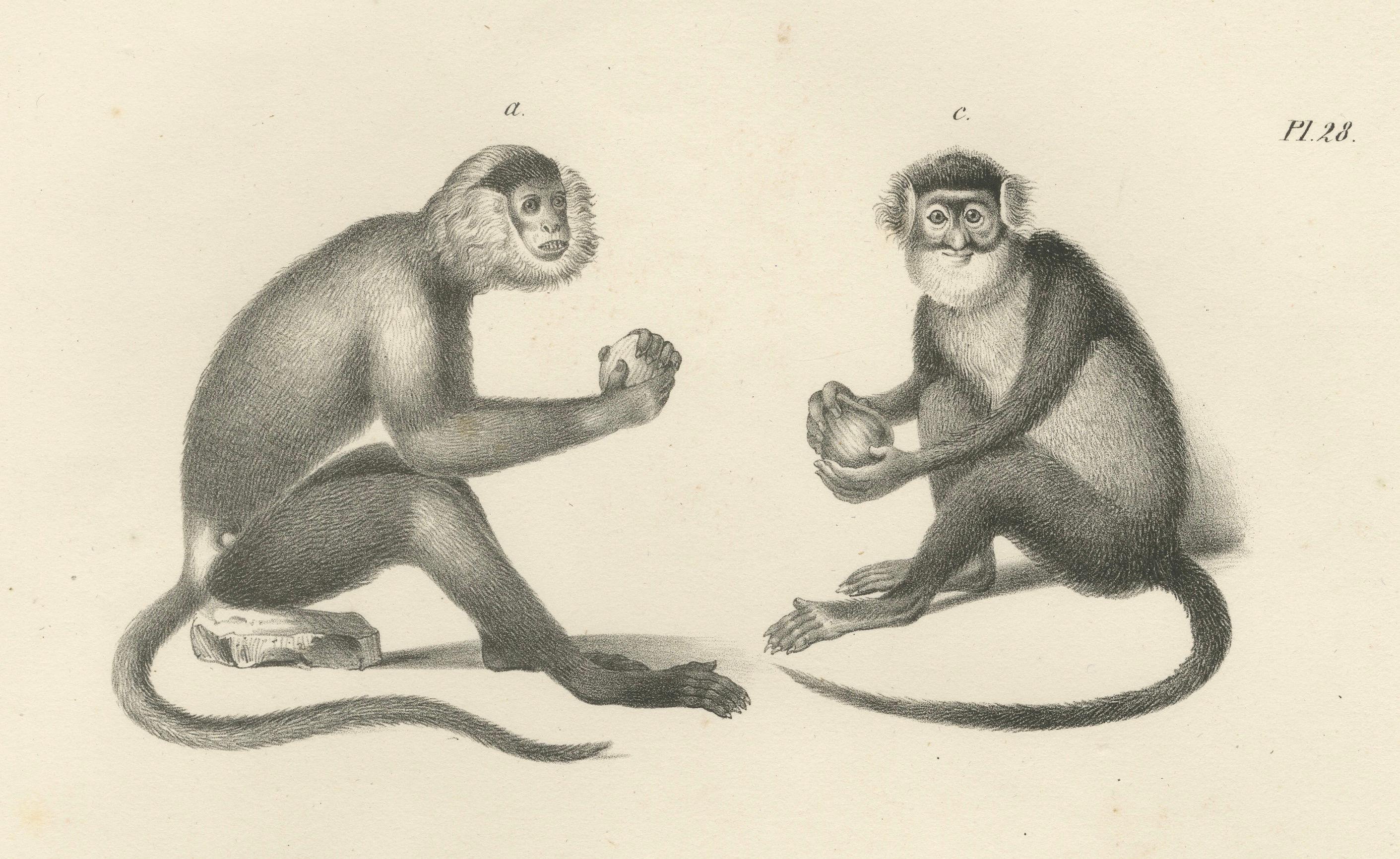 Spring Monkeys and Other Species, Lithographien von Last, 1836, Zoologische Studien (Mittleres 19. Jahrhundert) im Angebot