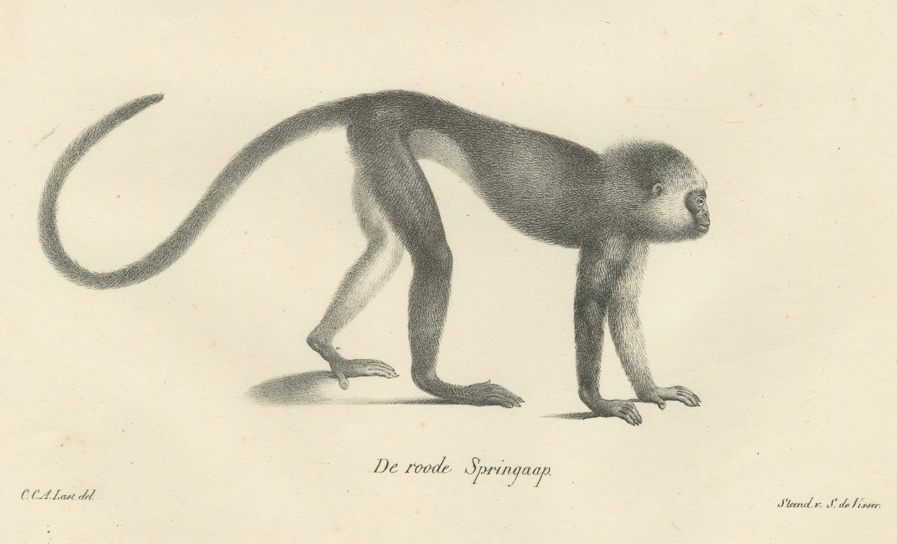 Spring Monkeys and Other Species, Lithographien von Last, 1836, Zoologische Studien (Papier) im Angebot