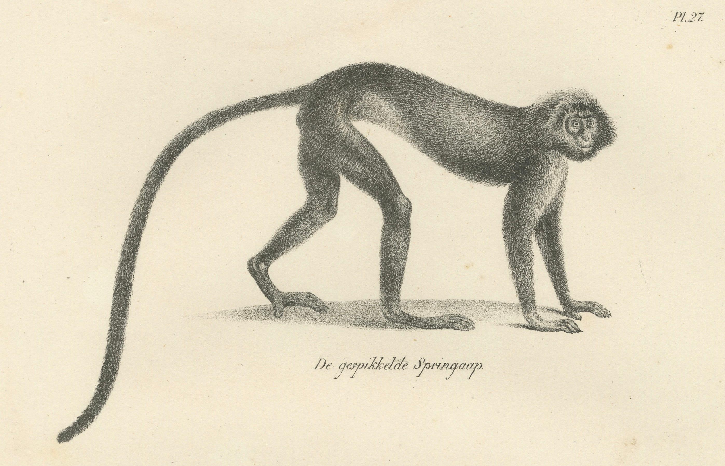 Spring Monkeys and Other Species, Lithographien von Last, 1836, Zoologische Studien im Angebot 1