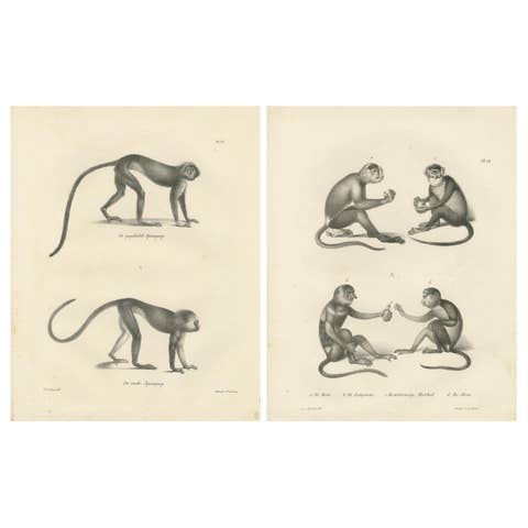 Spring Monkeys and Other Species, Lithographs by Last, 1836, Zoological Studies