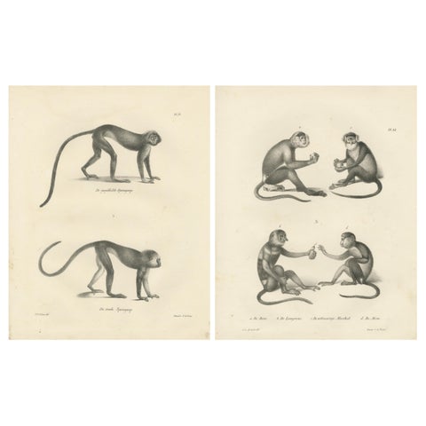 Spring Monkeys and Other Species, Lithographs by Last, 1836, Zoological Studies