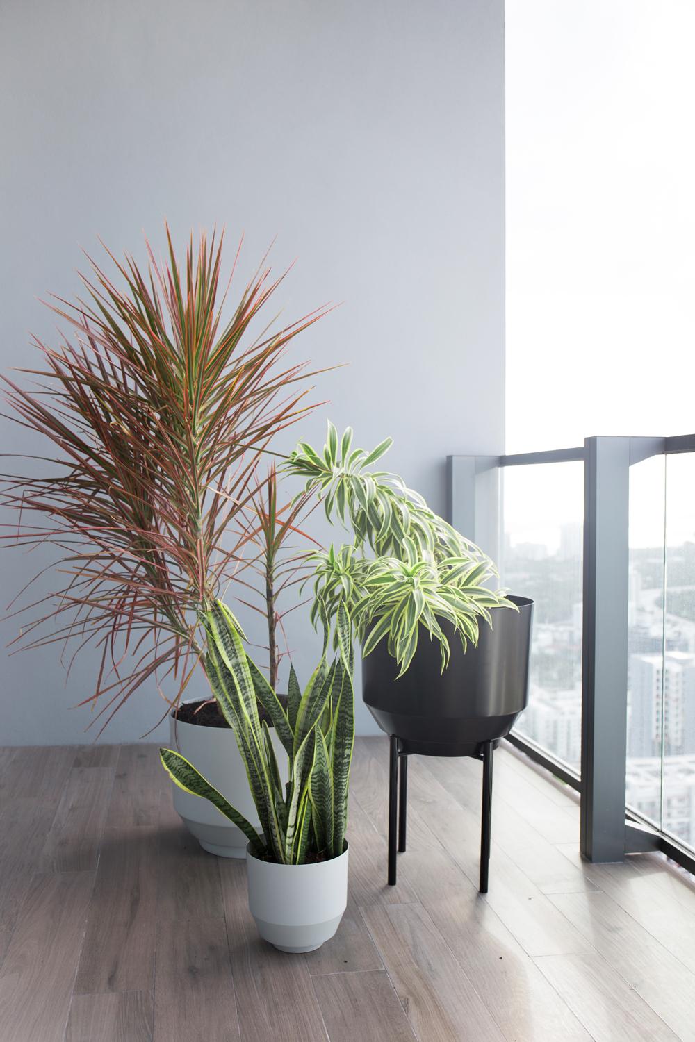 The self-watering 8