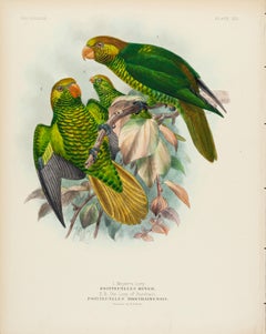 Antique Meyer's Lory, Lory of Bonthain
