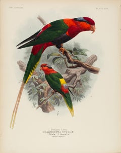 Antique Stella's Lory