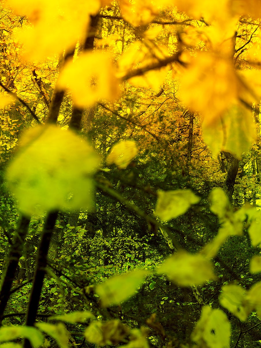 In Wildness (Yellow/Green)