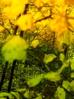 In Wildness (Yellow/Green)