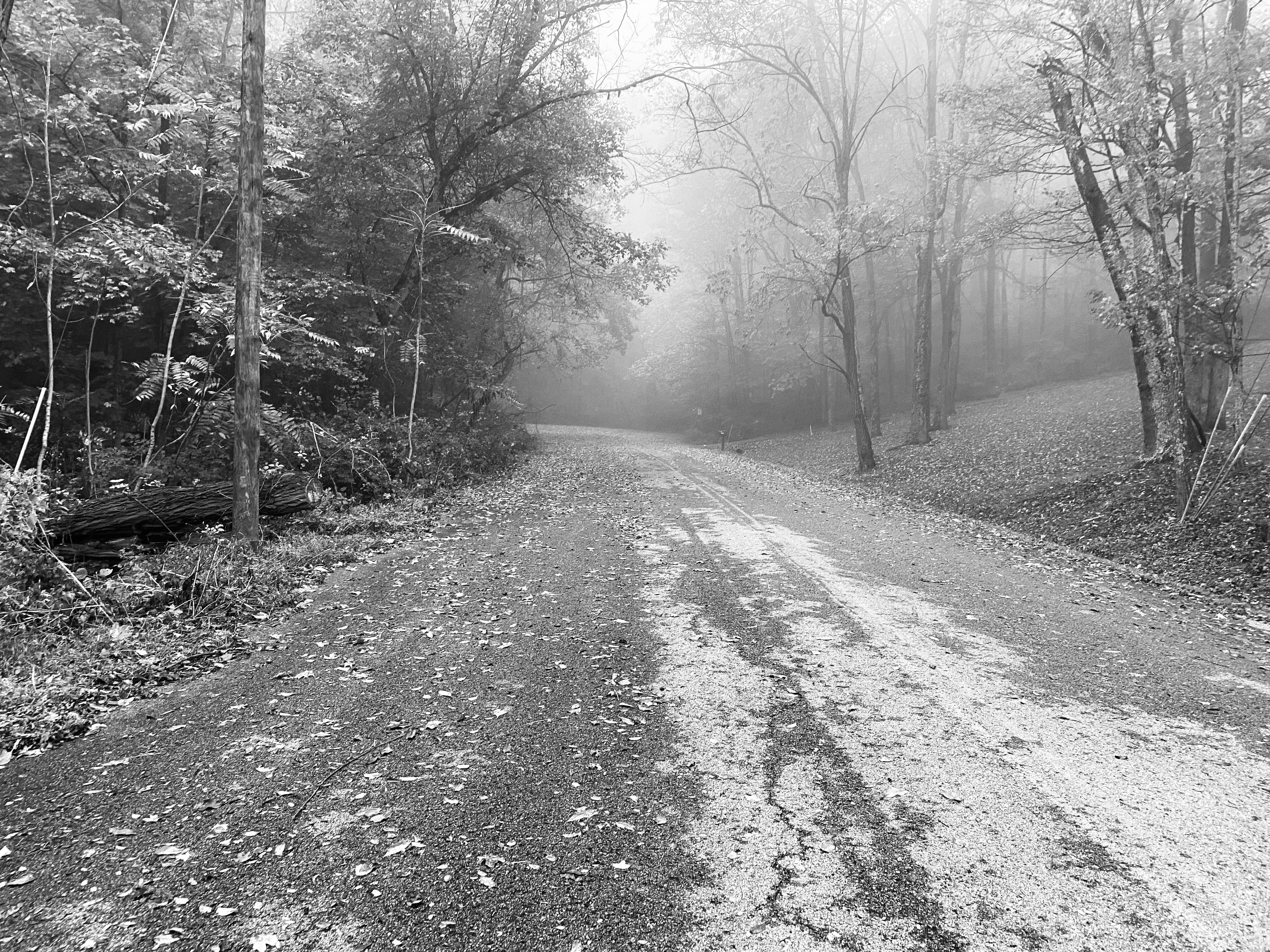 Stacy Widelitz Black and White Photograph - In the Fog, Oak Hill, TN