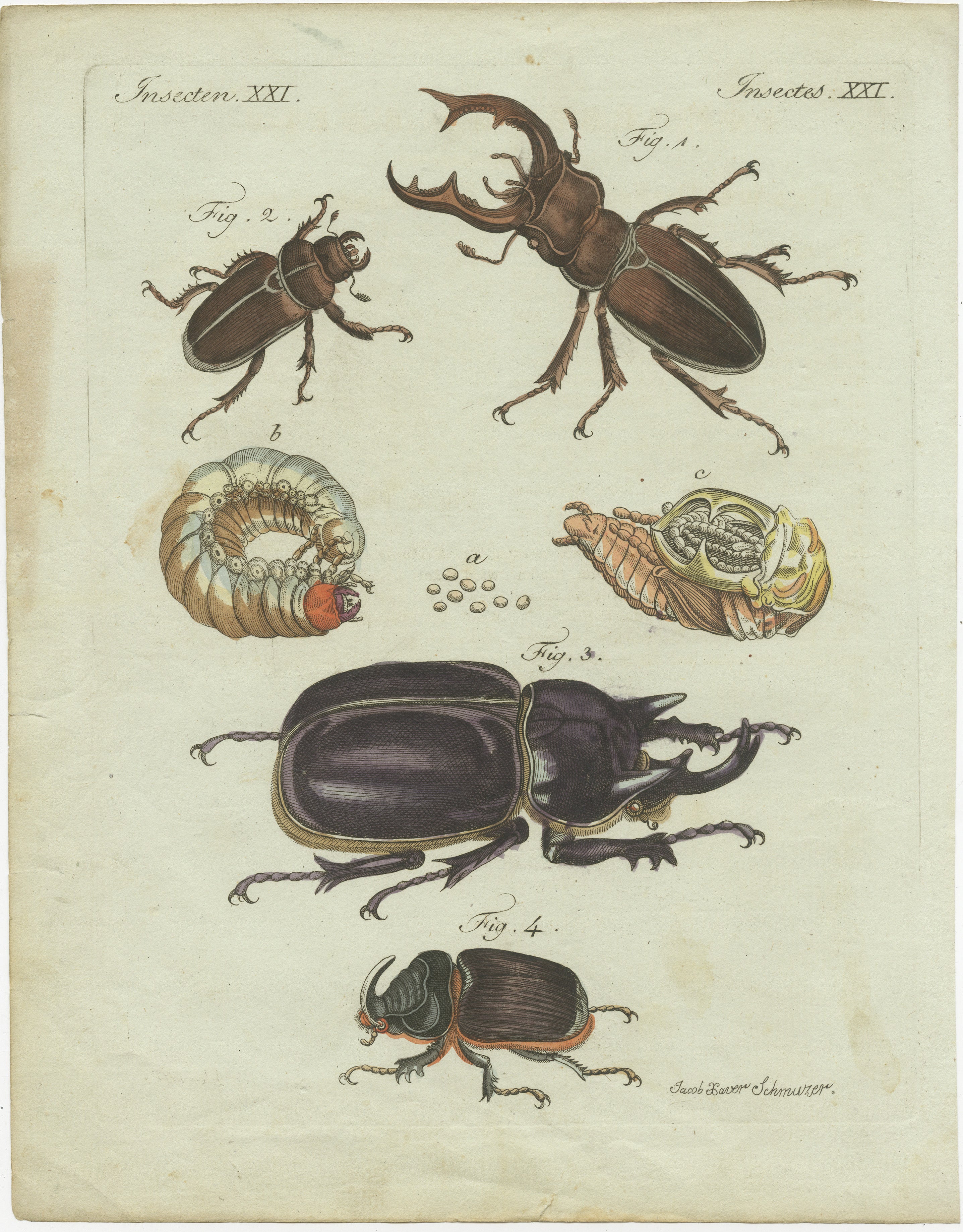 Titolo: Scarabei cervo e scarabei rinoceronte, Incisione in rame colorata a mano del 1798

Descrizione: Questa incisione su rame colorata a mano, tratta dal 