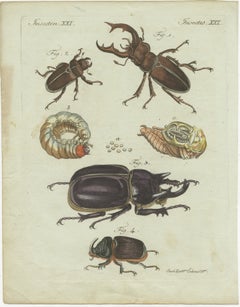 Stag Beetles and Rhinoceros Beetles, 1798 Hand-Colored Copperplate Engraving