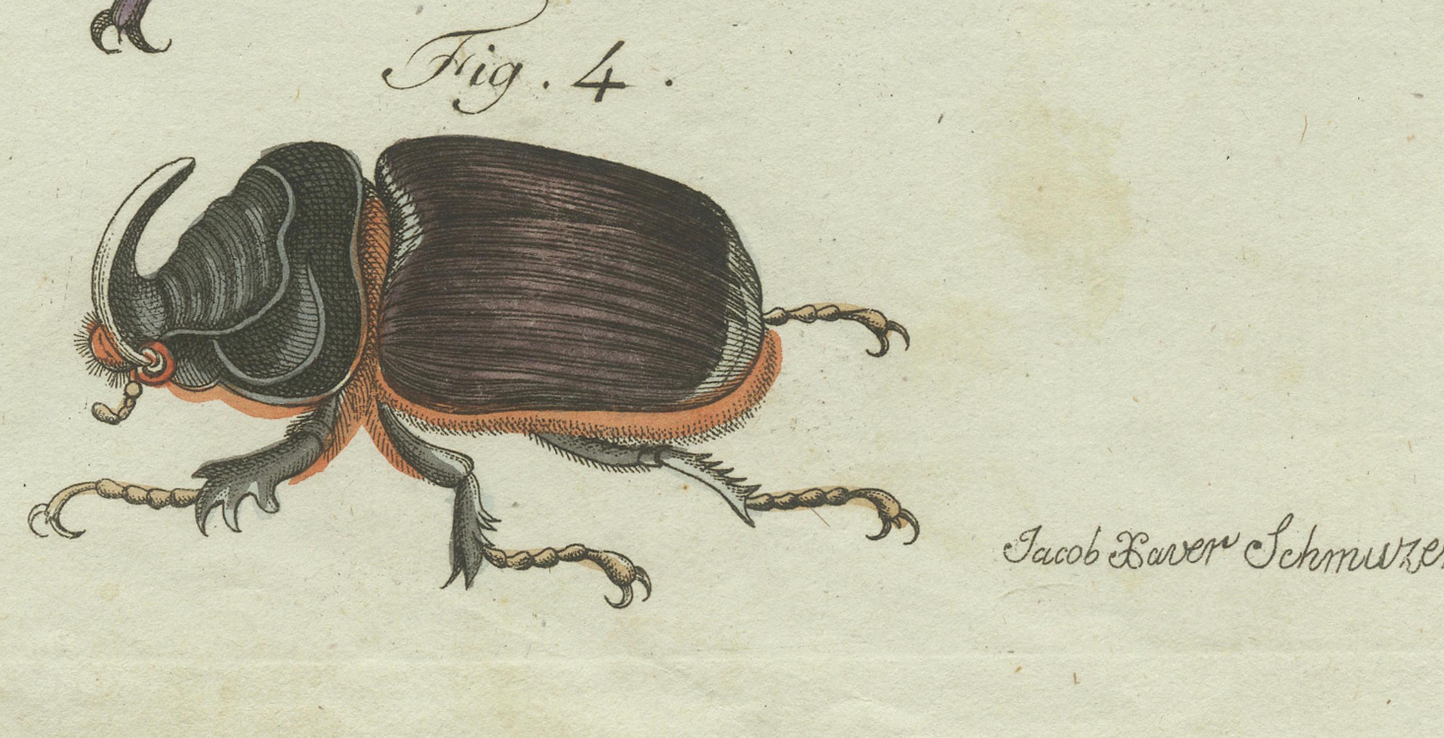 Inciso Scarabei cervo e scarabei rinoceronte, incisione in rame colorata a mano del 1798 in vendita