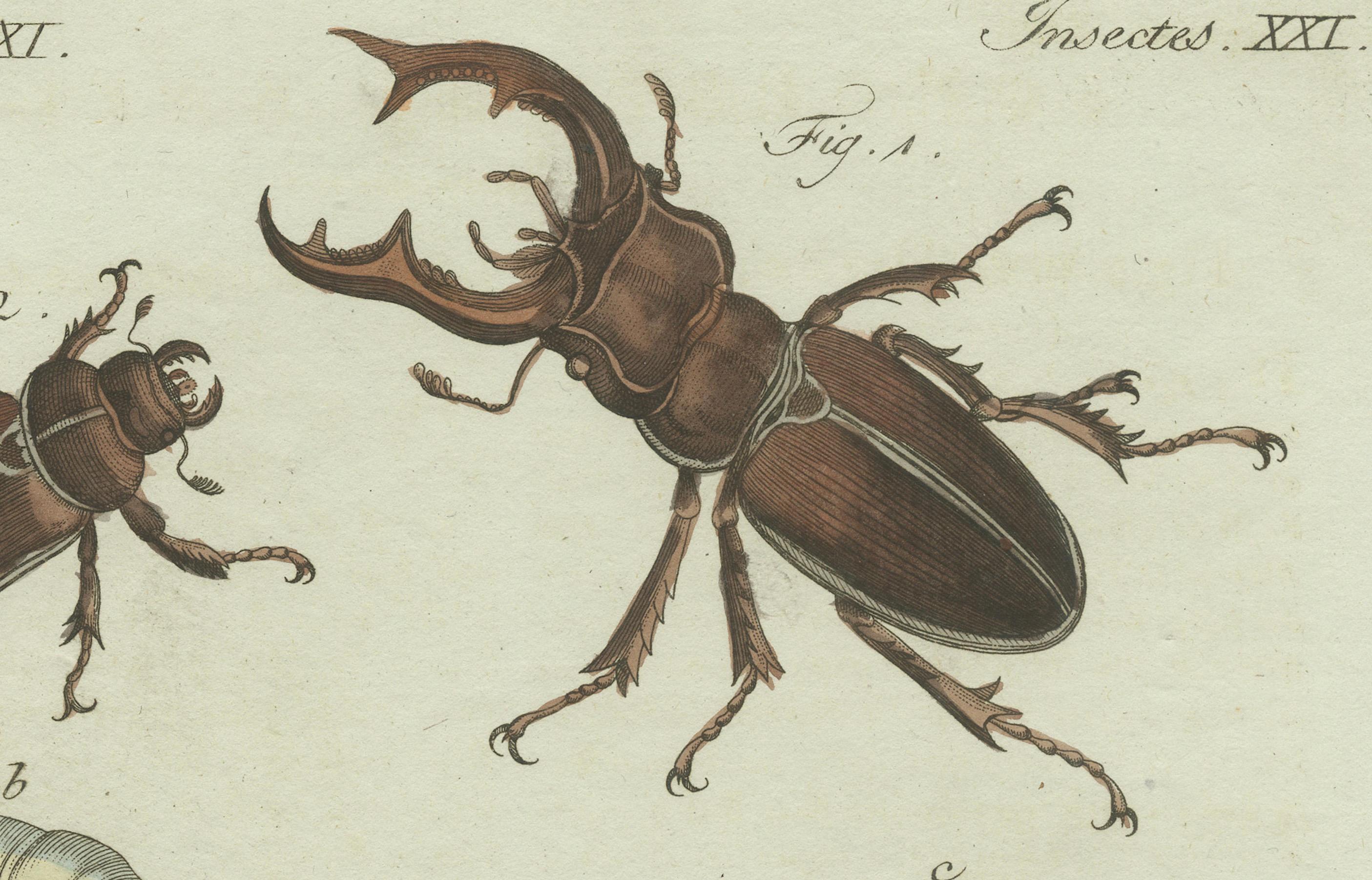 Scarabei cervo e scarabei rinoceronte, incisione in rame colorata a mano del 1798 In condizioni buone in vendita a Langweer, NL
