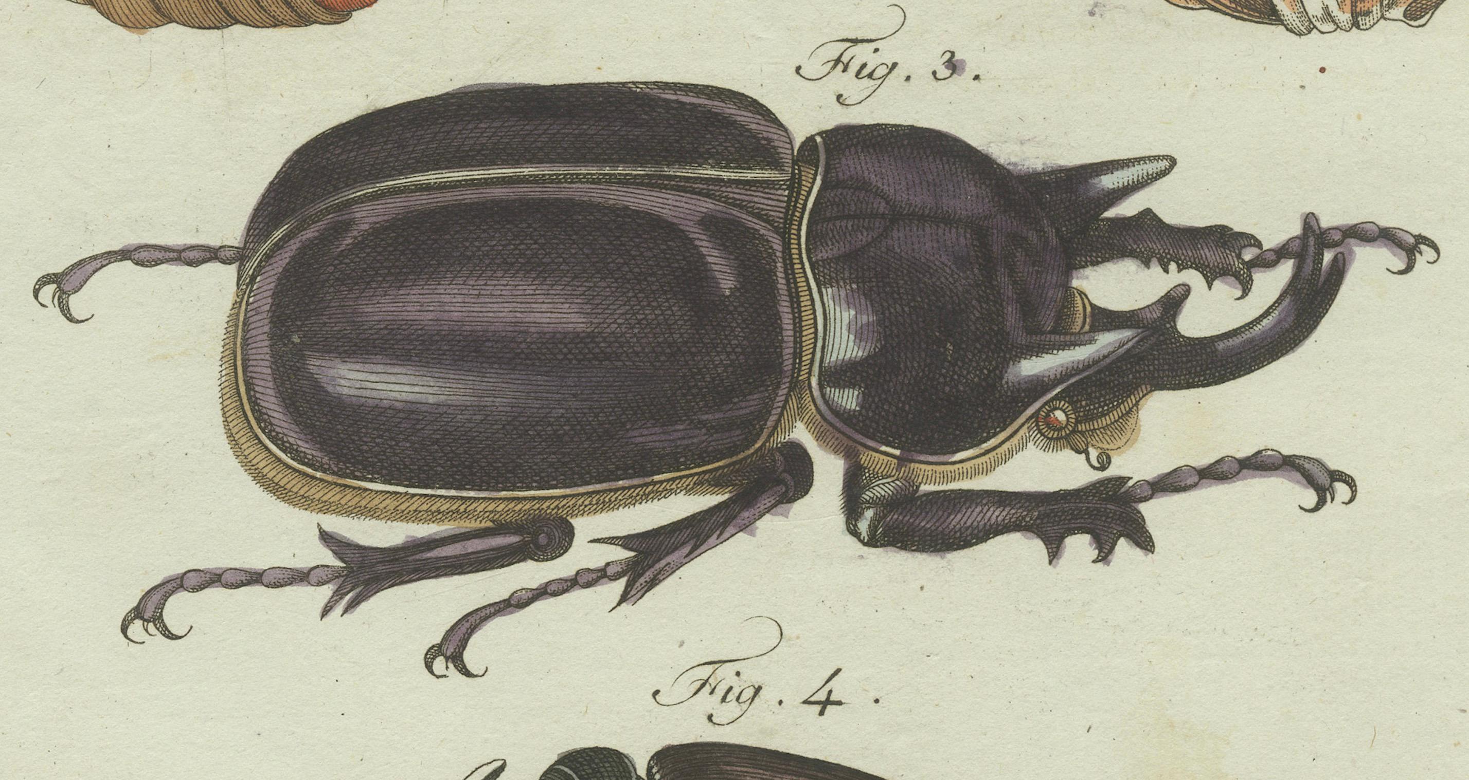 Fine XVIII secolo Scarabei cervo e scarabei rinoceronte, incisione in rame colorata a mano del 1798 in vendita