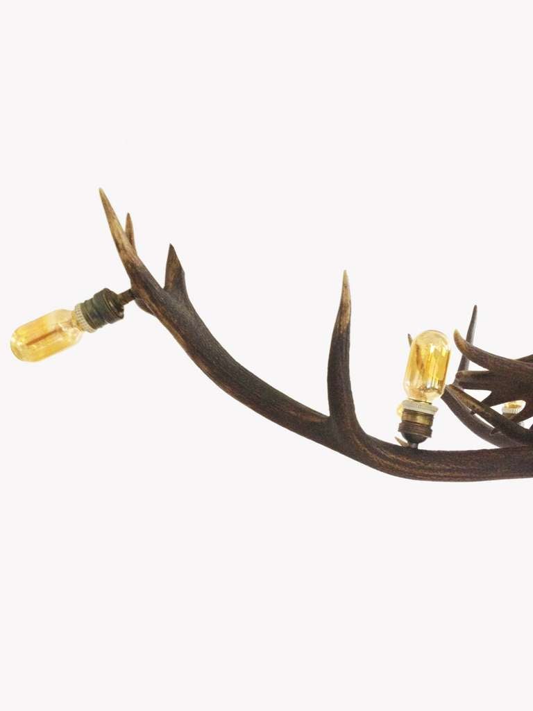 Austrian Stag Horns Chandelier