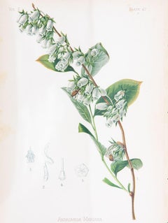Staggerbush Botanical Print on Paper, USA Early 20th C.