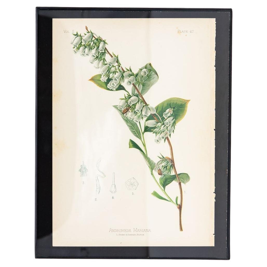 Impression botanique sur papier Staggerbush, États-Unis, début du 20e siècle