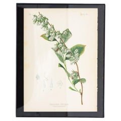 Antique Staggerbush Botanical Print on Paper, USA Early 20th C.