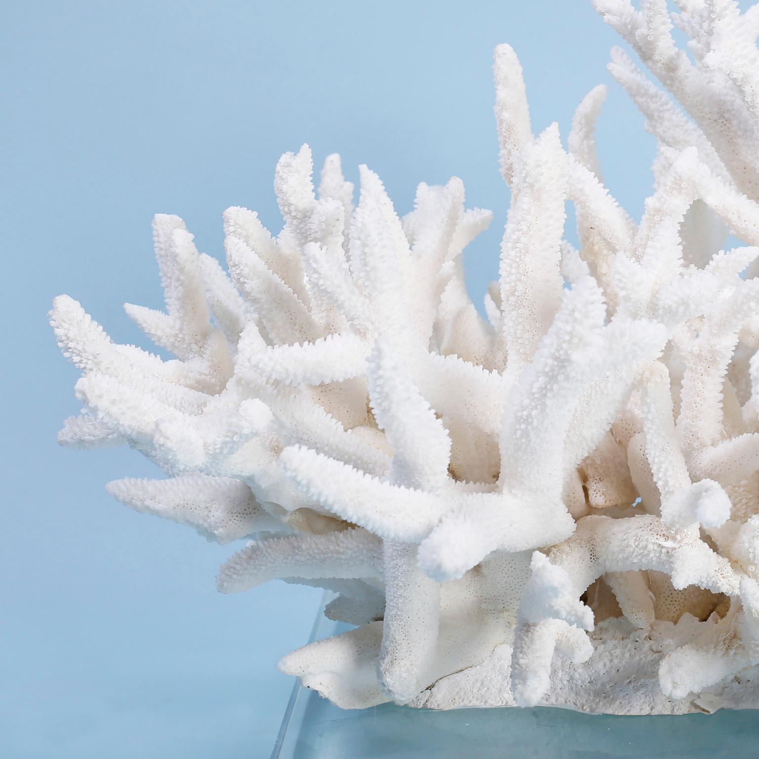 Impressive white Staghorn coral sculpture with its clean bleached color and sea inspired texture. Custom designed and assembled by FS Henemader. Presented on a 14 x 10 inch Lucite base. 

Coral being exported outside of the USA, requires special