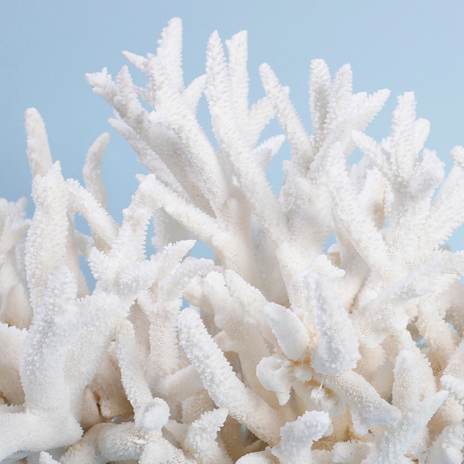 Organic Modern Staghorn Coral Centerpiece on Lucite