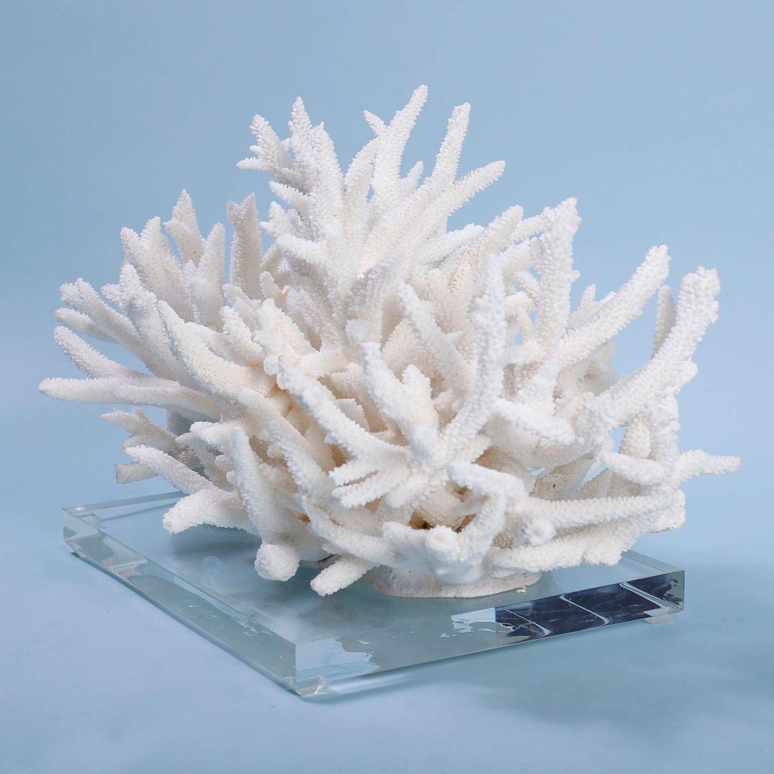 Hand-Crafted Staghorn Coral Centerpiece on Lucite
