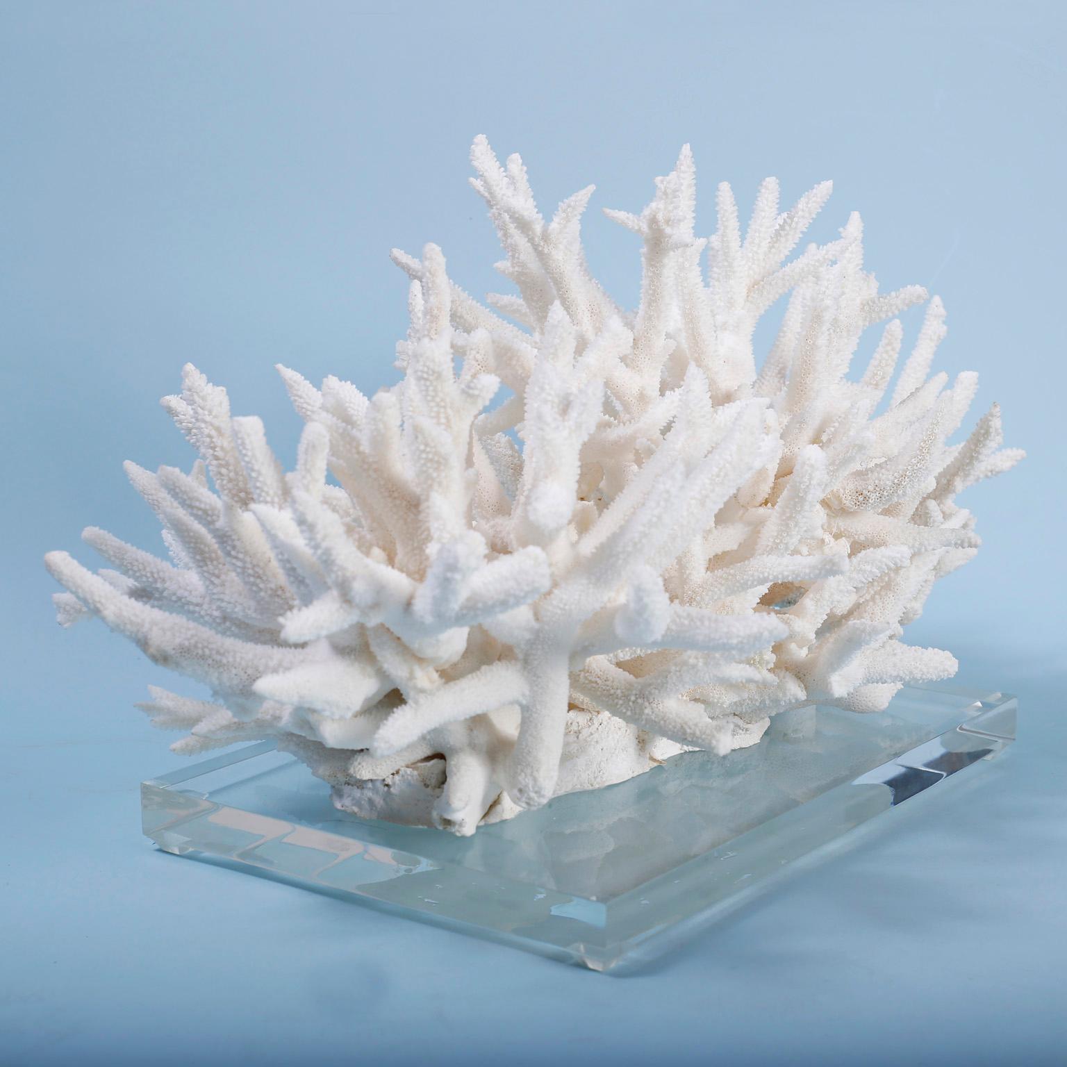 Staghorn Coral Centerpiece on Lucite In Good Condition In Palm Beach, FL
