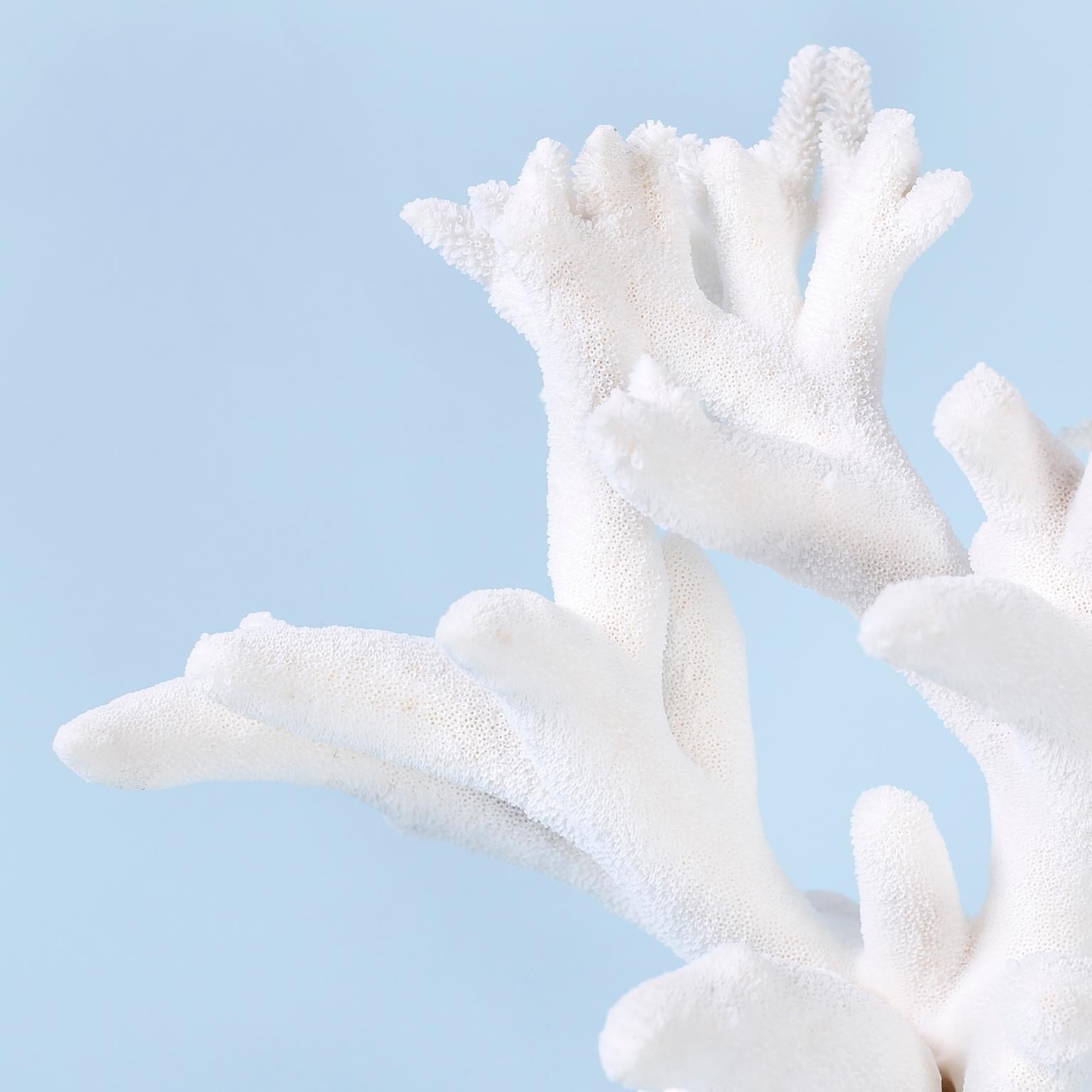 White staghorn coral specimen with its bleached white color and sea inspired texture and form presented on a Lucite base to enhance the sculptural elements.