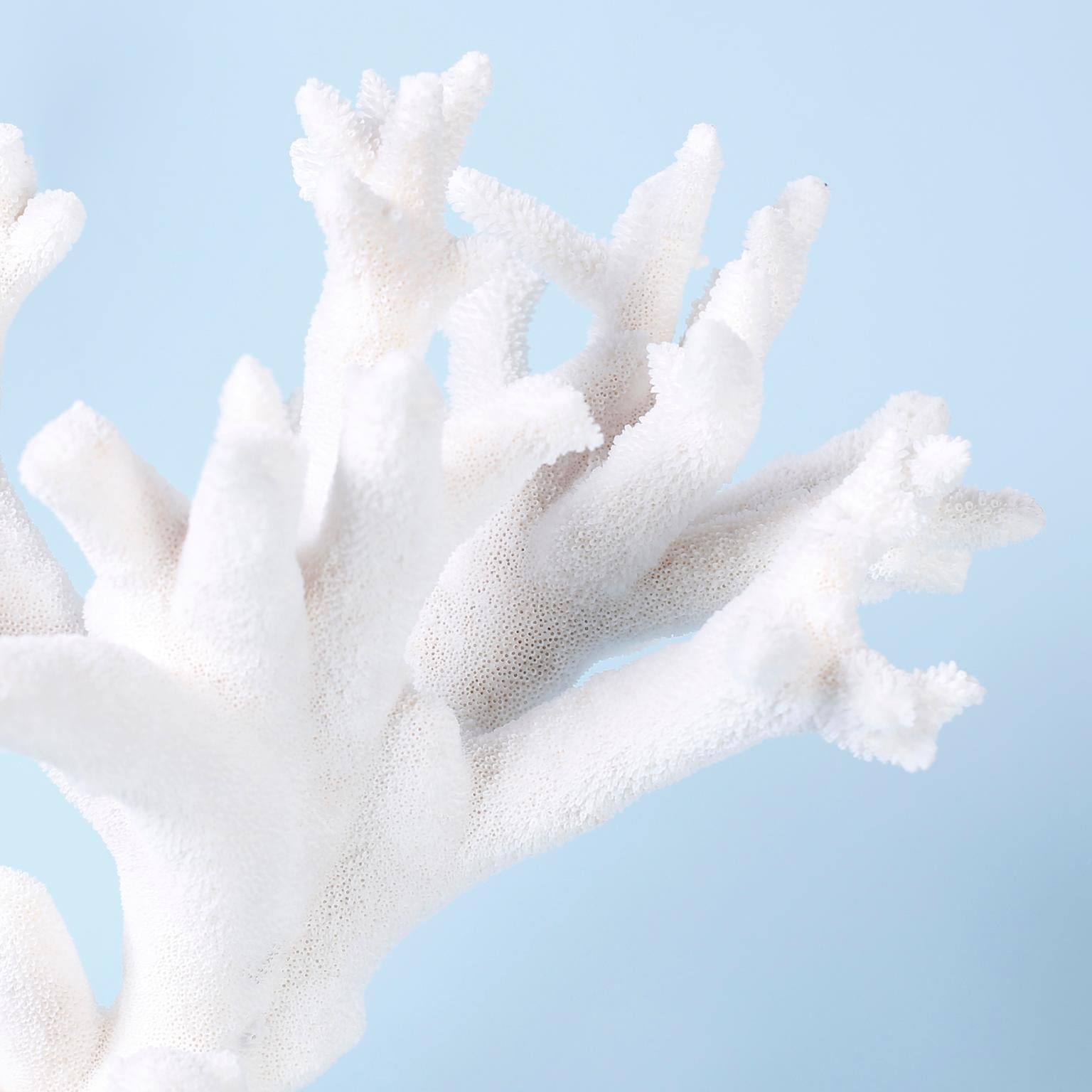 Organic Modern Staghorn Coral on Lucite