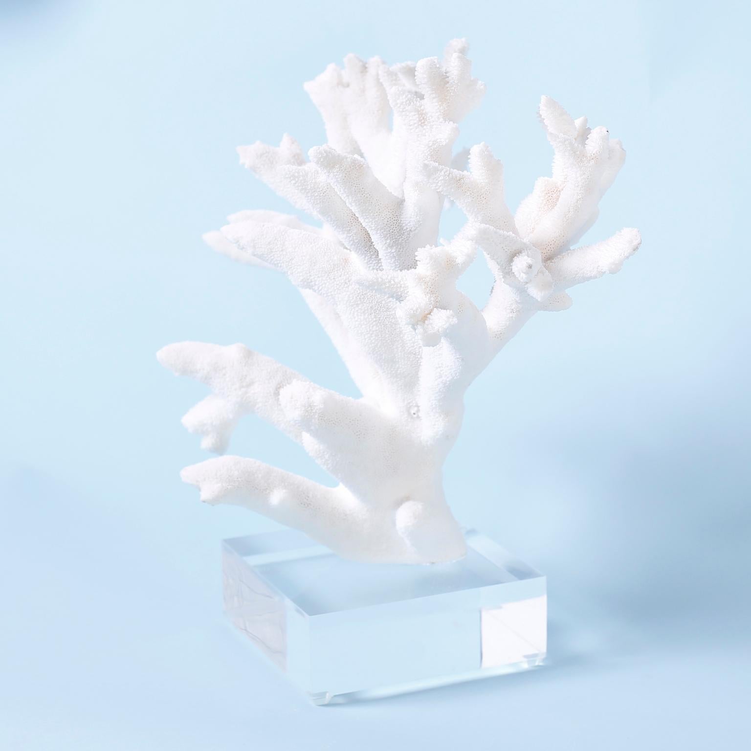 Staghorn Coral on Lucite In Good Condition In Palm Beach, FL