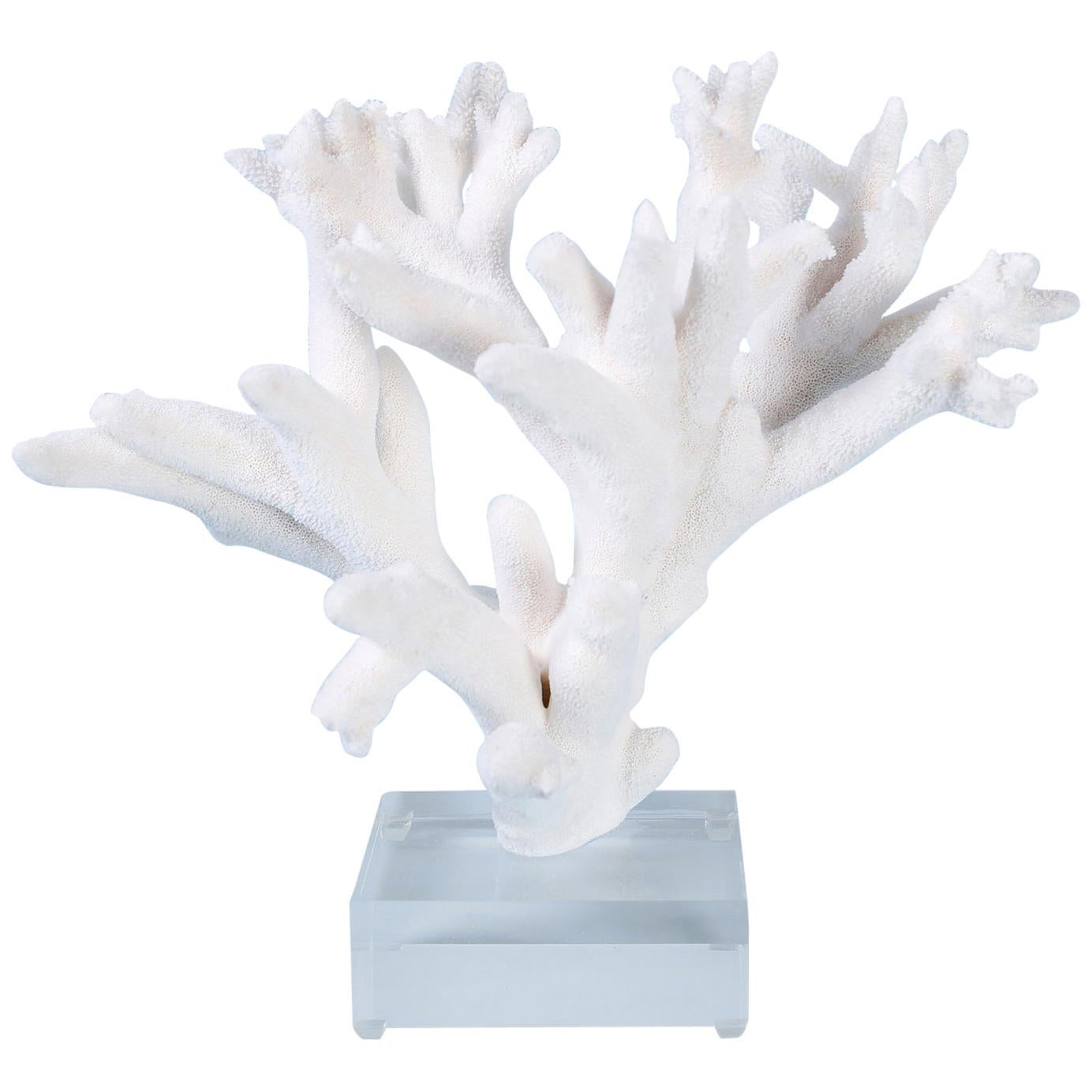 Staghorn Coral on Lucite