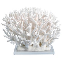 Staghorn Coral Sculpture on Lucite