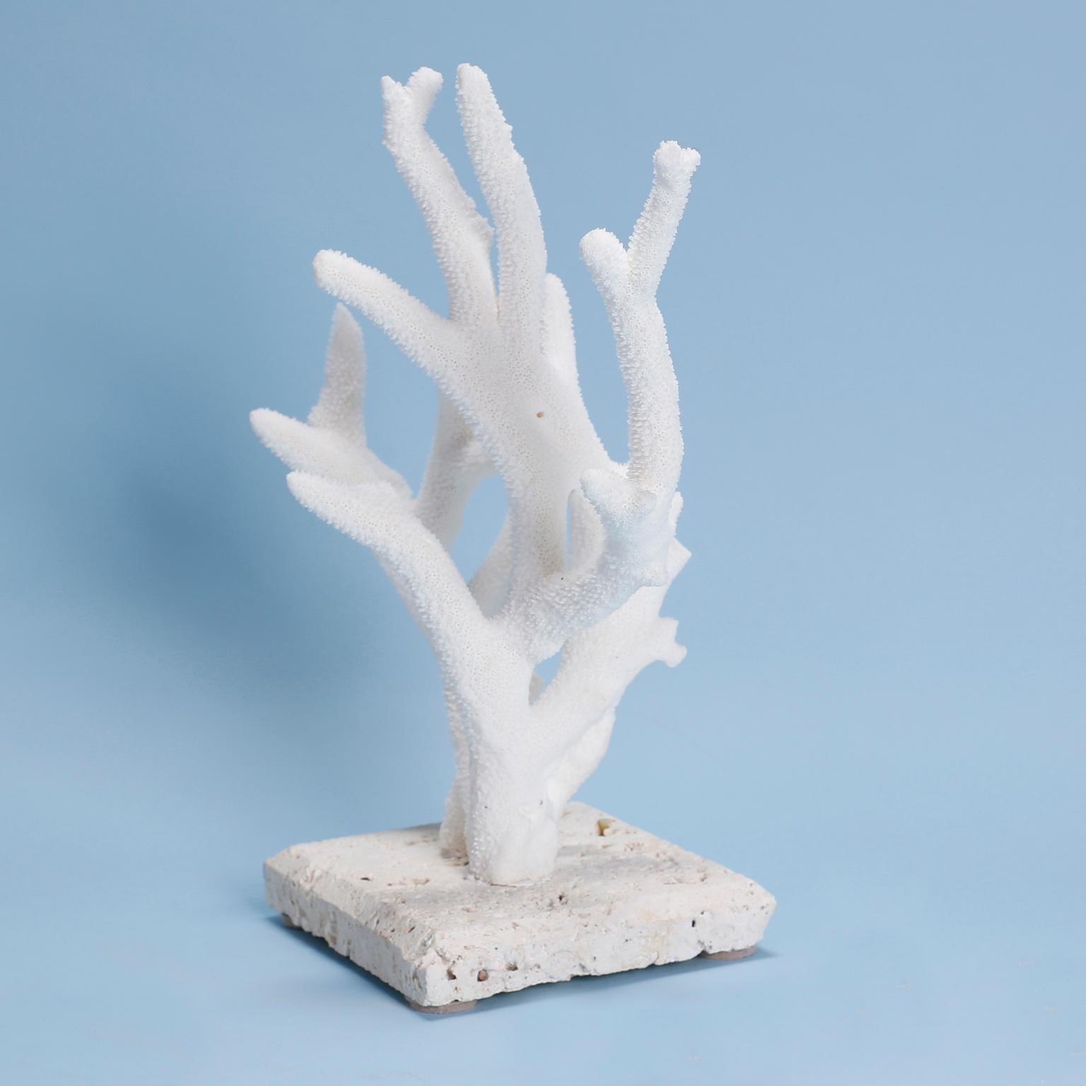 Authentic staghorn coral specimen with its clean bleached white color and organic textural form. Presented on a coquina stone base. 

Available only in the United States of America, shipping outside of the country requires Cities Permits, which are