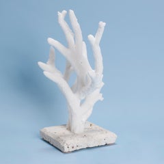 Staghorn Coral Specimen on Coquina